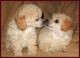 Poodle Puppies for sale in New Delhi, Delhi 110001, India. price: 40000 INR