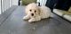 Poodle Puppies for sale in Upland, California. price: $500