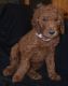 Poodle Puppies for sale in Muskegon, Michigan. price: $1,800