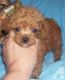 Poodle Puppies for sale in Amarillo, TX, USA. price: $400