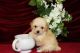 Poodle Puppies for sale in Oakland Park, FL, USA. price: NA