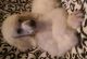 Poodle Puppies for sale in Wichita, KS, USA. price: NA
