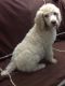 Poodle Puppies for sale in Fort Wayne, IN, USA. price: $1,000