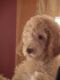 Poodle Puppies for sale in Medford, NY, USA. price: NA
