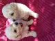 Poodle Puppies for sale in Stockton, CA, USA. price: NA