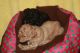 Poodle Puppies for sale in Memphis, TN, USA. price: $450