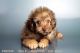 Poodle Puppies for sale in Oceanside, CA, USA. price: $1,895