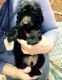 Poodle Puppies for sale in Sunnyvale, CA, USA. price: NA