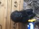 Poodle Puppies for sale in Texas, USA. price: NA