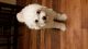Poodle Puppies for sale in Oceanside, CA, USA. price: $300