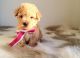 Poodle Puppies for sale in Orange, CA, USA. price: NA