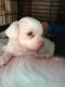 Poodle Puppies for sale in Hayward, CA, USA. price: NA