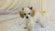 Poodle Puppies for sale in Springfield, MO, USA. price: $850