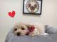 Poodle Puppies for sale in Fullerton, CA, USA. price: NA