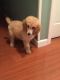 Poodle Puppies for sale in Boston, MA, USA. price: $700