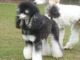 Poodle Puppies for sale in Cape Coral, FL, USA. price: NA