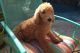 Poodle Puppies for sale in Glendale, CA, USA. price: $1,000
