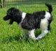 Poodle Puppies for sale in Peoria, AZ, USA. price: NA
