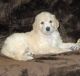 Poodle Puppies for sale in Pueblo, CO, USA. price: NA
