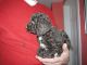 Poodle Puppies for sale in Cleveland, OH, USA. price: $400