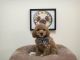 Poodle Puppies for sale in California, USA. price: NA