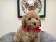 Poodle Puppies for sale in California, USA. price: NA