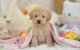 Poodle Puppies for sale in Philadelphia, PA, USA. price: $600