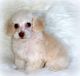 Poodle Puppies for sale in Orange, CA, USA. price: NA