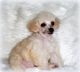 Poodle Puppies for sale in Anaheim, CA, USA. price: NA