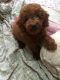 Poodle Puppies for sale in Anchorage, AK, USA. price: NA