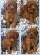 Poodle Puppies for sale in Boston, MA, USA. price: NA
