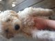 Poodle Puppies for sale in Nicktown, PA 15762, USA. price: $400