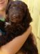 Poodle Puppies for sale in South Bend, IN, USA. price: $500