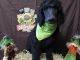 Poodle Puppies for sale in Cincinnati, OH, USA. price: $500