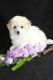 Poodle Puppies for sale in Amarillo, TX, USA. price: $270