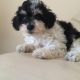 Poodle Puppies for sale in South Miami, FL, USA. price: NA