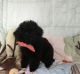 Poodle Puppies for sale in New Haven, CT, USA. price: NA