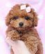 Poodle Puppies for sale in Anchorage, AK, USA. price: NA