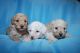 Poodle Puppies for sale in Eatonton, GA 31024, USA. price: NA