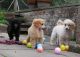 Poodle Puppies for sale in Roseville, CA, USA. price: NA