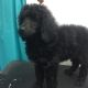 Poodle Puppies for sale in Minneapolis, MN, USA. price: NA