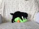 Poodle Puppies for sale in Baltimore, MD, USA. price: $400