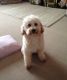 Poodle Puppies for sale in Springfield, MA, USA. price: NA