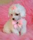 Poodle Puppies for sale in Indianapolis, IN, USA. price: NA
