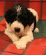 Poodle Puppies for sale in Nampa, ID, USA. price: $800