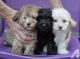 Poodle Puppies for sale in Mobile, AL, USA. price: NA