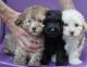 Poodle Puppies for sale in Tallahassee, FL, USA. price: NA