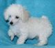 Poodle Puppies for sale in Arden Hills, MN, USA. price: NA