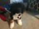 Poodle Puppies for sale in Lawrenceville, GA, USA. price: $450