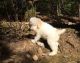 Poodle Puppies for sale in Allentown, PA, USA. price: NA
